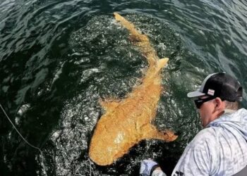 Kapet për herë të parë peshkaqeni portokalli