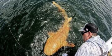 Kapet për herë të parë peshkaqeni portokalli