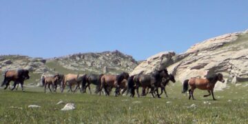Masakër në Malin e Llogarasë, qëllohen me armë gjahu 22 kuaj të lirë. 4 prej tyre ngordhin, pjesa tjetër e frikësuar fshihet në pyll