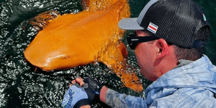 Ky në foto është një peshkaqen i rrallë