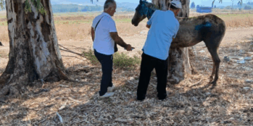 Kali që pësoi djegie në Delvinë, ja si paraqitet gjendja shëndetësore e kafshës që bëri bujë në rrjet