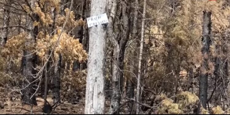 Vunë tabela “tokë e xanun” në pyjet që u shkrumbuan nga zjarri. Kush janë pronarët?