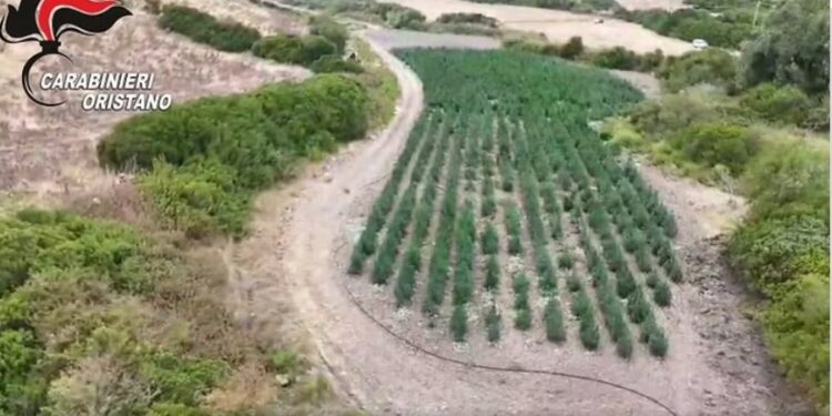 Operacion antidrogë në Itali, zbulohet parcela gjigante me kanabis. Arrestohen 8 persona