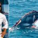 U nis me jahtin e tij drejt Mykonos, mister zhdukja e biznesmenit turk në Greqi