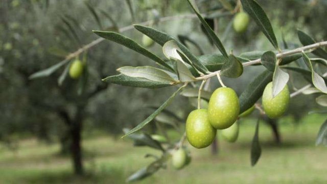 Më pak prodhim nga ullinjtë, moti është shkaktari kryesor i rënies së prodhimit në këtë sezon