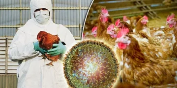 ALARM NË GJERMANI – Shpërthen gripi i pulave