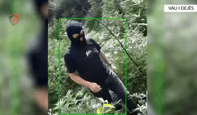 Kultivoi 98 bimë narkotike në Vaun e Dejës, e pëson 62-vjeçari.