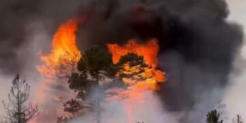 Publikohet bilanci i zjarreve në Gramsh: Sa janë dëmet në bujqësi, blegtori dhe pyje