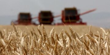 SIRIA NË PRAG TË URISË! Prodhimi i grurit në vend bie me 40%