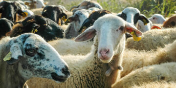 Greqia në alarm nga lija e dhenve/ Qeveria: Rrezikojmë të futemi në karantinë