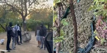 Operacioni ‘Processing’/ Sekuestrohen 40 kg kanabis në Mirditë, arrestohen tre persona