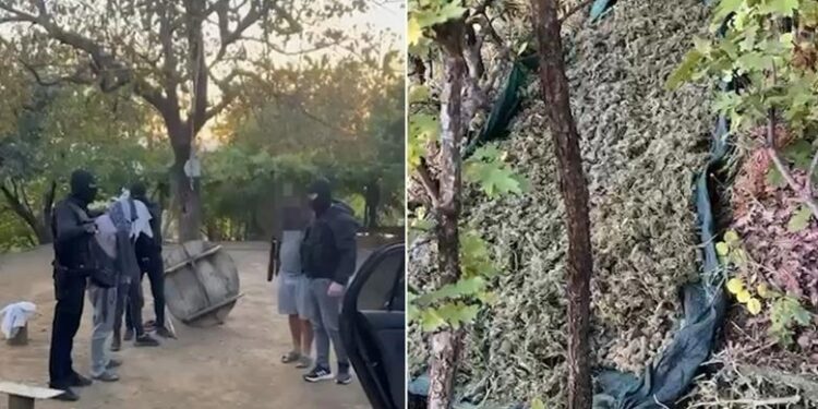 Operacioni ‘Processing’/ Sekuestrohen 40 kg kanabis në Mirditë, arrestohen tre persona