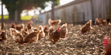 Alarm në Europë nga Gripi i shpendëve