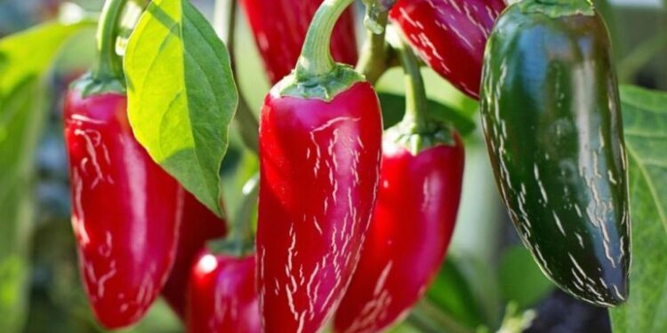 Rezultuan me pesticide të ndaluara, Kroacia bllokon një sasi të madhe specash djegës nga Shqipëria