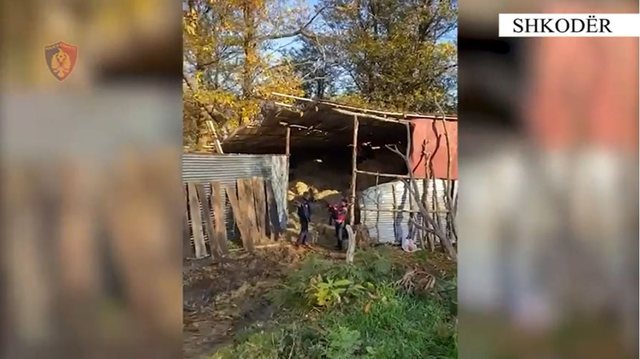 Përpunonin kanabis me qëllim shitje në një banesë në Shkodër, arrestohet 36-vjeçari dhe 6 punonjësit