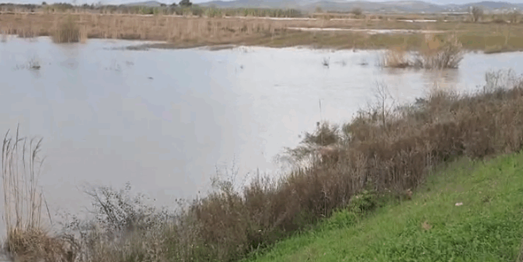 Vjosa del nga shtrati, dëmtohen shumë toka bujqësore në Myzeqe, rrezikohet autostrada Fier-Vlorë