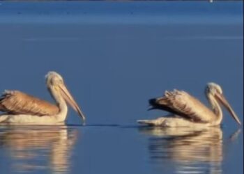 Rama ndan kartolinën: Liqeni i Shkodrës drejt mbrojtjes së UNESCO-s