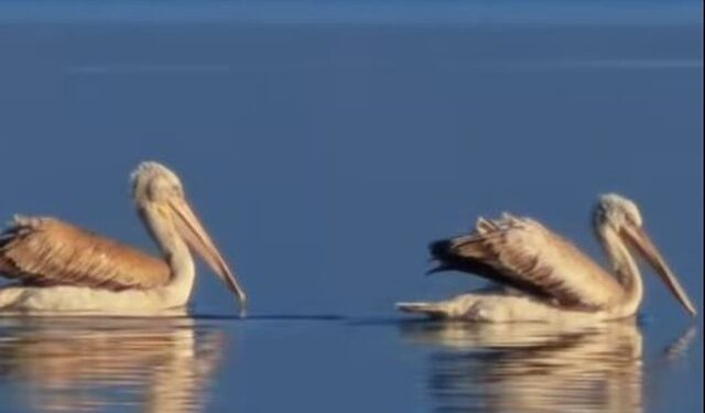 Rama ndan kartolinën: Liqeni i Shkodrës drejt mbrojtjes së UNESCO-s