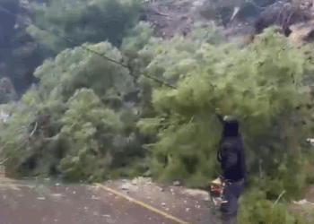 Rrëzohet pema në mes të rrugës në Radhimë, bllokohet qarkullimi i mjeteve