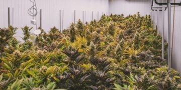 Tre shqiptarë dënohen me 6 vite burg në Belgjikë; sekuestrohen mbi 2.5 mln euro