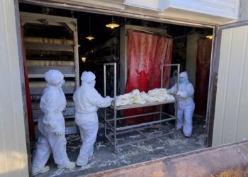 Ngordhje masive e shpendëve në Portëz të Fierit, rrezik për shëndetin publik