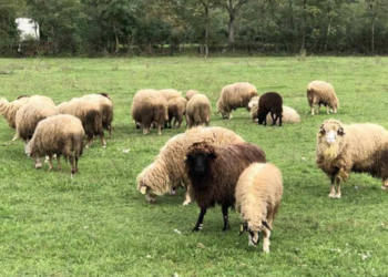 Ngordhën, u vodhën, i hëngri ujku apo… Pas verës së Agasit, zhduken edhe 31 dele të sekuestruara