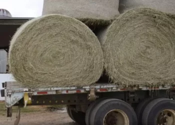 Vdekja e 25-vjeçarit në Itali, ngeli i bllokuar në makinerinë që përdorej për të grirë kashtën