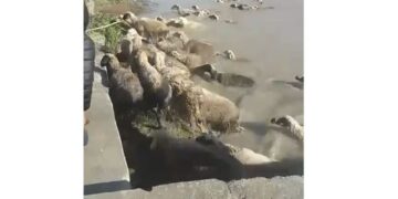 Ushtria shpëton 220 dele që rrezikoheshin nga përmbytja e shkaktuar nga vërshimi i Semanit