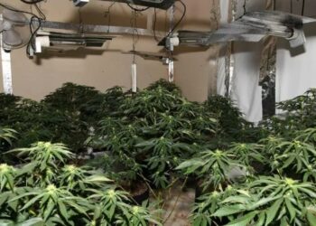 Sarandë: Zbulohet shtëpi bari në pallat disakatësh, apartamenti përdorej për kanabis