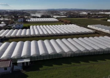 Fermerët e serave në krizë/ Përmbytjet u shkatërruan të mbjellat, nuk kanë me çfarë të lajnë kredin