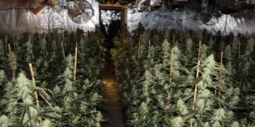 Plantacion kanabisi në Gjermani, arrestohen dy shqiptarë, sekuestrim 2 mln €