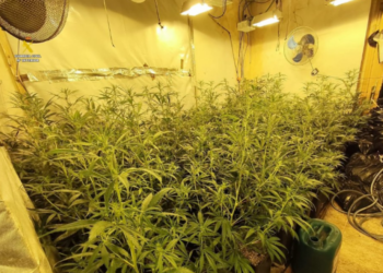 Shkatërrohet banda shqiptare që furnizonte Barcelonën dhe Tarragonën me marijuanë