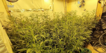 Shkatërrohet banda shqiptare që furnizonte Barcelonën dhe Tarragonën me marijuanë