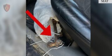 I dehur dhe me armë zjarri në makinë, arrestohet 46-vjeçari në Mat