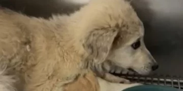 Vlorë/ Qeni qëllohet në mënyrë makabre me disa plumba, autorët ende të paidentifikuar