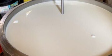 Qumështi me aflatoksinë, ndalet grumbullimi në Fier: Blegtori shet lopët