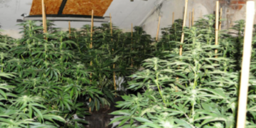 “Peqin/ Zbulohen 4 mijë bimë kanabisi në banesë, dyshohet për drejtorin e burgut të Rrogozhinës”