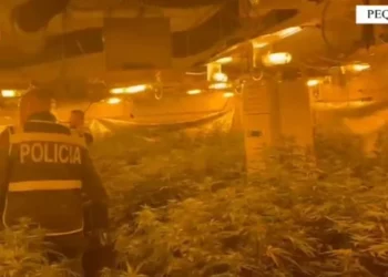 Policia zbulon kanabis, në kërkim drejtori i burgut dhe një zyrtar i OSHEE-së