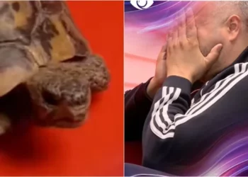 “Kam frikë o Miri” – Rogerti “i tmerruar”, shpërthen në lot kur sheh… breshkën!