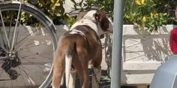 E rëndë në Vlorë! Vogëlushja kishte dalë shëtitje me gjyshërit, pitbulli kafshon në kokë 4-vjeçaren