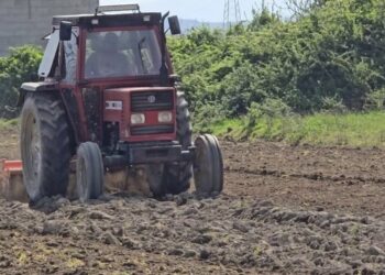 Fermerët në Myzeqe: Po falimentojmë, skemat kombëtare dështim total!